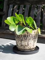 Plantenpot 50's design | pannenkoekenplant, Overige soorten, In pot, Minder dan 100 cm, Groene kamerplant