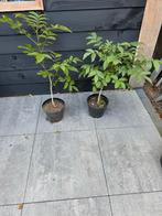 Walnotenboom, Volle zon, Vaste plant, Bloeit niet, Ophalen