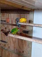 Te koop een koppel groen bonte x geel kakarikies, Meerdere dieren, Parkiet
