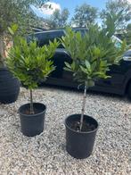 Laurus nobilis bomen in pot, eetbare laurier., Tuin en Terras, Planten | Bomen, Ophalen, In pot, Volle zon, Overige soorten