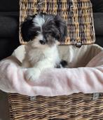 Vrolijke, lieve (Malshi) boomer pup, Dieren en Toebehoren, Honden | Chihuahua's en Gezelschapshonden, 8 tot 15 weken, Eén hond