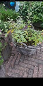 Buddleja, vlinderstruik paars./ lila, Ophalen, Overige soorten, Volle zon