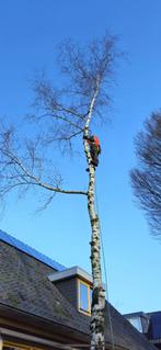 Bomen snoeien, bomen kappen & stronken frezen, Diensten en Vakmensen, Tuinmannen en Stratenmakers, Garantie, Tuinonderhoud of Snoeiwerk