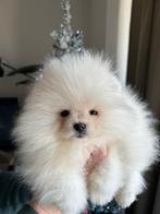 ️Pomerian️jonge ️, Dieren en Toebehoren, België, Particulier, Reu, 8 tot 15 weken