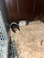 Twee jonge cavia beertjes, Dieren en Toebehoren, Januari, Mannelijk, Cavia