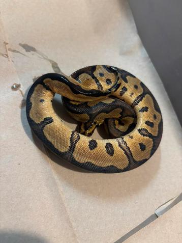 Jonge. Python regius   Nk25. Met korting beschikbaar voor biedingen