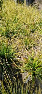 Carex morrowii, Japanse zegge, Tuin en Terras, Planten | Tuinplanten, Siergrassen, Ophalen