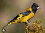 Koppel Zwartkopsijsen beschikbaar, Meerdere dieren, Tropenvogel
