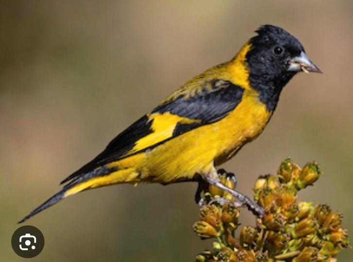 Koppel Zwartkopsijsen beschikbaar, Dieren en Toebehoren, Vogels | Overige Vogels, Tropenvogel, Meerdere dieren