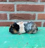 Mooi nestje, geboren in novemeber., Dieren en Toebehoren, Knaagdieren, Cavia, November, Meerdere dieren, Tam