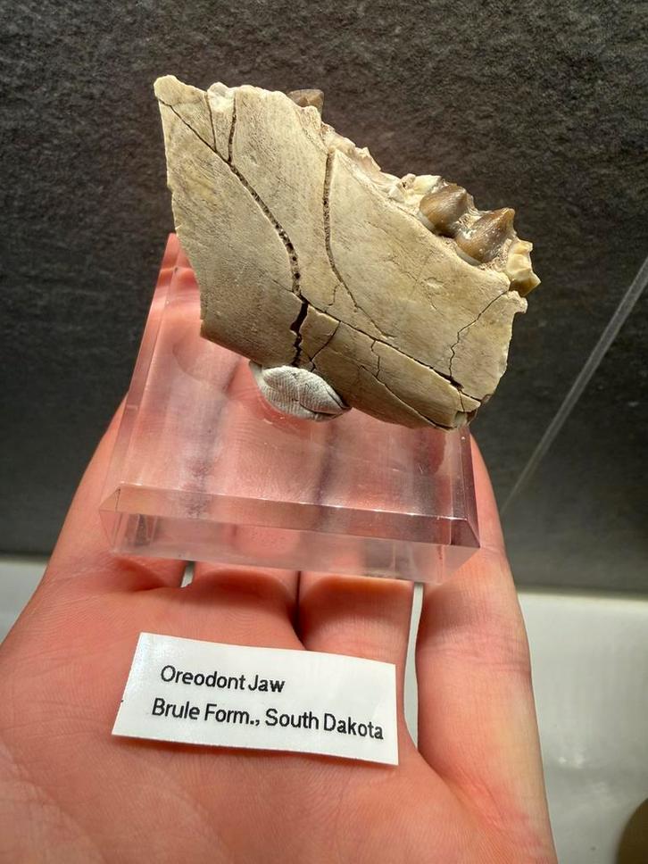 Oreodont kaak fossiel, Verzamelen, Mineralen en Fossielen, Fossiel, Ophalen of Verzenden