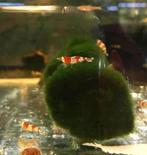 crystal red garnalen, Dieren en Toebehoren, Kreeft, Krab of Garnaal, Zoetwatervis