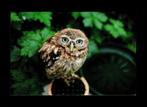 Ansichtkaart Dwerguil Glaucidium Passerinum., Verzamelen, Ansichtkaarten | Dieren, Ongelopen, Vogel, Ophalen of Verzenden, 1980 tot heden