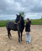 Verzorger aangeboden/verzorgpony gezocht (Purmerend)