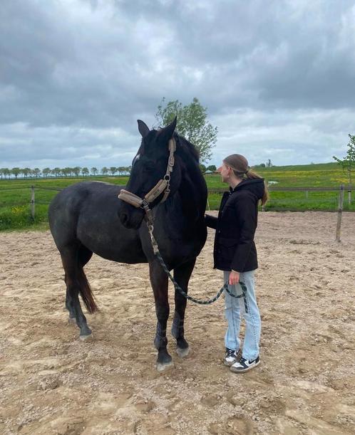 Verzorger aangeboden/verzorgpony gezocht (Purmerend), Dieren en Toebehoren, Stalling en Weidegang