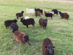 Ouessant schapen, Vrouwelijk, Schaap, 0 tot 2 jaar