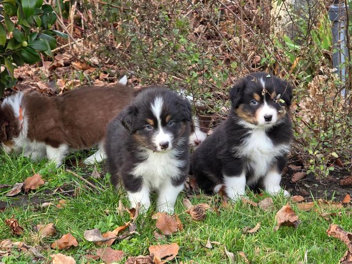 Prachtige Aussiepups met stamboom, Dieren en Toebehoren, Honden | Herdershonden en Veedrijvers, Reu, Herder, Fokker | Professioneel