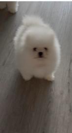 Pomeriaan 100% Pup/Puppy Reu NL Nest, Keeshond, Reu, CDV (hondenziekte), 8 tot 15 weken