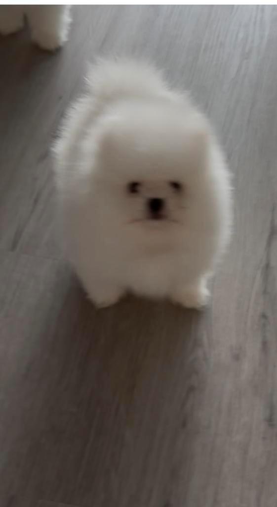 Pomeriaan 100% Pup/Puppy Reu NL Nest, Dieren en Toebehoren, Honden | Poolhonden, Keeshonden en Oertypen, Reu, Keeshond, Particulier