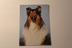 Honden Postkaart - Schotse Collie Portret, POPP FF 748, 1960 tot 1980, Ongelopen, Verzenden, Hond of Kat