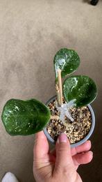 Hoya Chelsea, Huis en Inrichting, Kamerplanten, Ophalen of Verzenden, Overige soorten, Minder dan 100 cm