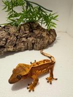 Wimpergekko - nakweek, Dieren en Toebehoren, Hagedis, 0 tot 2 jaar