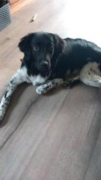 Friese stabij, 15 weken tot 1 jaar, Eén hond, Nederland, Particulier