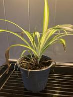 Graslelie, Ophalen, Halfschaduw, Minder dan 100 cm