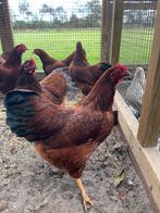 Barnevelder kriel mahonie, Kip