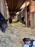 Opfok (hengsten en merries), Dieren en Toebehoren, Weidegang, 4 paarden of pony's of meer