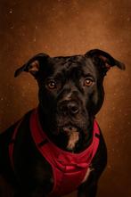 Zara ter adoptie, Dieren en Toebehoren, 6 jaar of ouder, Overige rassen, Teef, Eén hond