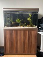 Aquatlantis Aquarium 100X40X60, Dieren en Toebehoren, Vissen | Aquaria en Toebehoren, Gebruikt, Ophalen of Verzenden, Gevuld zoetwateraquarium