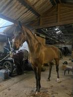 Paarden & Pony’s scheren, Diensten en Vakmensen, Dieren | Paarden | Verzorging, Oppas en Les