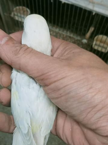 Prachtige brr agapornis roseicollie man opaline parelmoer  beschikbaar voor biedingen