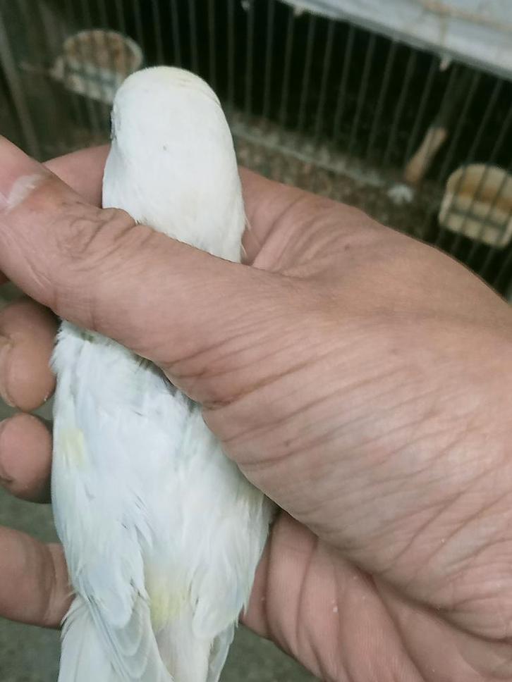 Prachtige brr agapornis roseicollie man opaline parelmoer, Dieren en Toebehoren, Vogels | Parkieten en Papegaaien, Dwergpapegaai of Agapornis
