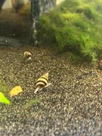 Baby/jonge  helena slakjes, Dieren en Toebehoren, Vissen | Aquariumvissen, Slak of Weekdier