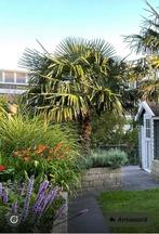 Winterharde waaierpalm, Tuin en Terras, Ophalen of Verzenden, Minder dan 100 cm, Zomer, Palmboom