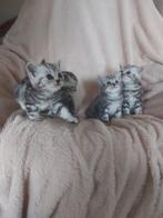 Britse korthaar silver tabby met stamboom, Meerdere dieren, Gechipt