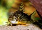 corydoras sterbai €5,95, Dieren en Toebehoren, Vis, Zoetwatervis