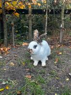 Lief rijnlander konijn, Dieren en Toebehoren, Konijnen, Mannelijk, Middelgroot, 0 tot 2 jaar