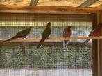 Pennant Rosella koppels, Dieren en Toebehoren, Vogels | Parkieten en Papegaaien