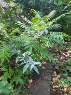 Diverse soorten bomen en struiken, jonge planten, Tuin en Terras, Overige soorten, Minder dan 100 cm, Zomer, Ophalen
