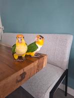 Koppel caique, Dieren en Toebehoren, Vogels | Overige Vogels, Meerdere dieren, Tropenvogel, Tam