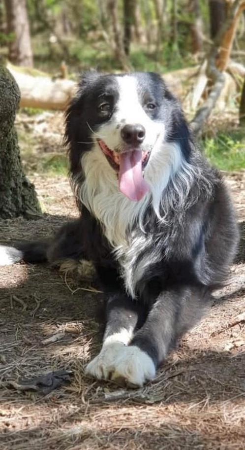 Lieve oppas gezocht! 21 juli tot 11 aug, Diensten en Vakmensen, Dieren | Honden | Verzorging, Oppas en Les