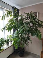 Ficus, Ophalen, Ficus
