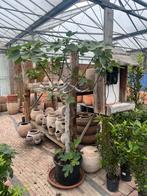 Ficus Carica | vijgenboom €179,95, Ophalen of Verzenden, Volle zon, Overige soorten