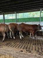 8 grote parthenaise stieren, Dieren en Toebehoren, Runderen, Meerdere dieren, 0 tot 2 jaar