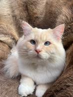 Ragdoll dekkater met dekkingsgarantie, Dieren en Toebehoren, Katten en Kittens | Dekkaters