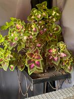 Kamerplanten bommenwerper Kalanchoe siernetel 10 stuks, Ophalen, Halfschaduw, Minder dan 100 cm