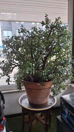 Grote jadeplant Crassula ovata – geldboom in pot 115 cm, Ophalen, Volle zon